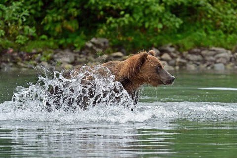 Brown bear (Ursus arctos) hunting for salmon in the water, Lake Clark National Park, Alaska