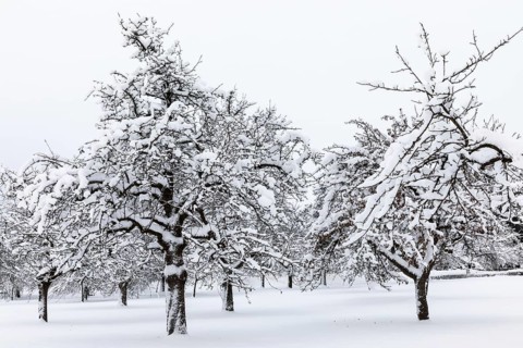 Orchard meadow, snow, winter, Leibertingen, Upper Danube nature park Park, Baden-Württemberg,