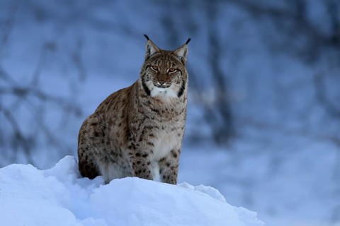 Carpathian lynx (Lynx lynx carpathicus), adult, in winter, in snow, alert, Bavarian Forest,