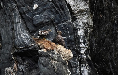 White-tailed eagle on a rock face near Runde, Norway, Europe