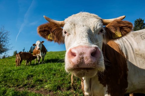 Dairy cows on a pasture, organic farming, Freudenstadt, Black Forest, Baden-Württemberg, Germany,