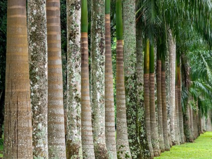 Avenue with royal palms, Kandy Botanical Gardens, Sri Lanka, Asia