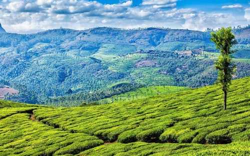 Kerala India travel background, panorama of green tea plantations in Munnar, Kerala, India, tourist