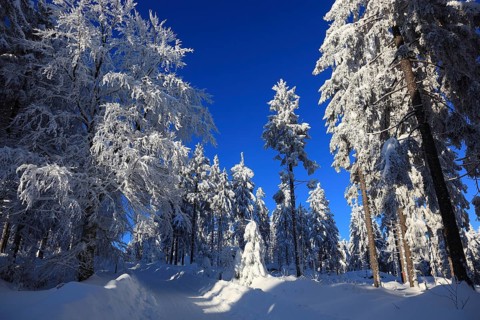 Winter landscape in the Fichtelgebirge, Bayreuth district, Upper Franconia, Bavaria, Germany,