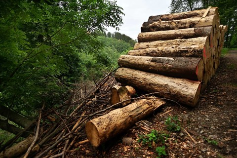 Forest damage in the Sauerland region has caused about 40 % of the spruce stand, especially in