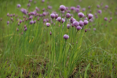 Perennial chive (Allium schoenoprasum) with dewdrops, flowering, natural habitat, nature,