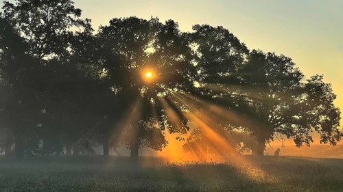 Sunrise, floodplain meadows, floodplain landscape on the Middle Elbe, morning mist, fog, group of