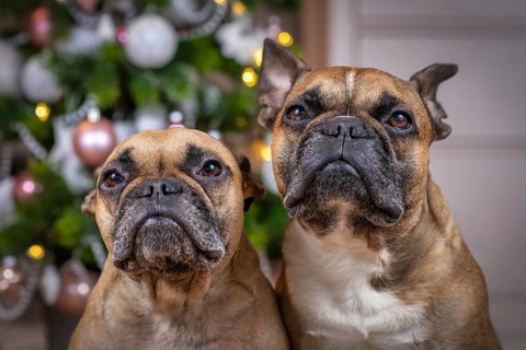 Portrait of pair of brown French Bulldog dogs sitting in front of decorated Christmas tree in