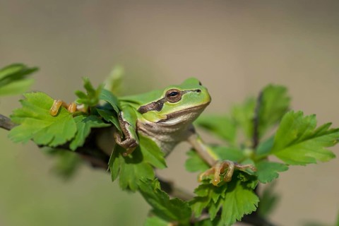 European Tree Frog (Hyla arborea), Burgenland, Austria, Europe