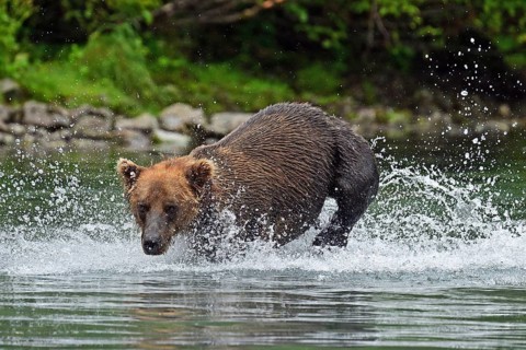 Brown bear (Ursus arctos) hunting for salmon in the water, Lake Clark National Park, Alaska
