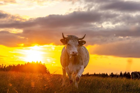 Cow in the evening light, Erlis, Unterallgäu, Bavaria