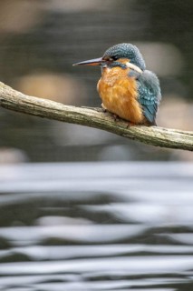 Common kingfisher (Alcedo atthis), Emsland, Lower Saxony, Germany, Europe