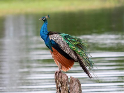 Indian peafowl (Pavo cristatus) Minneriya National Park, Sri Lanka, Asia