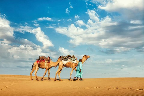 Rajasthan travel background, Indian cameleer (camel driver) with camels in dunes of Thar desert.