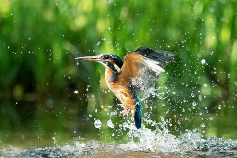Common kingfisher (Alcedo atthis) unsuccessful fishing kingfisher flies up out of the water after
