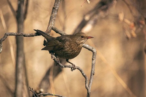 Blackbird (Turdus merula) female, Lower Austria, Austria, Europe