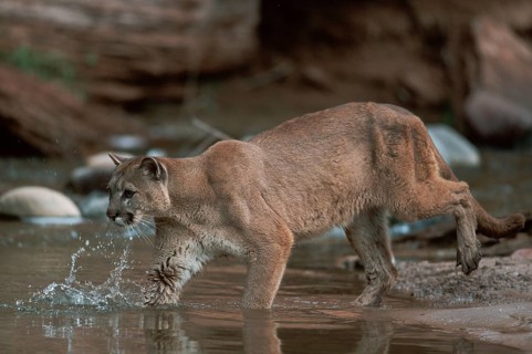 Cougar (Felis concolor)