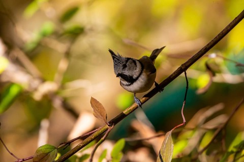 Crested Tit (Parus cristatus), Germany, Europe