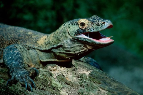 Komodo dragon (Varanus komodensis)