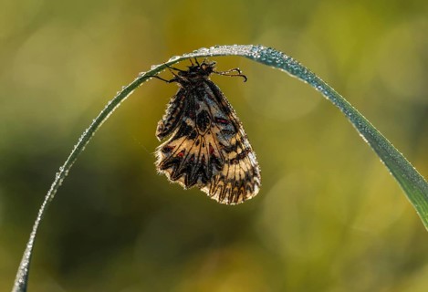 Southern festoon (Zerynthia polyxena) hangs on a blade of grass with drops of water, Lake Neusiedl