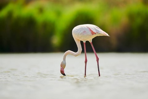 Greater Flamingo (Phoenicopterus roseus) standing in the water, Parc Naturel Regional de Camargue,
