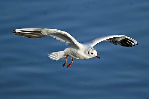 Black-headed Black-headed Gull (Larus ridibundus), in flight, Switzerland, Europe