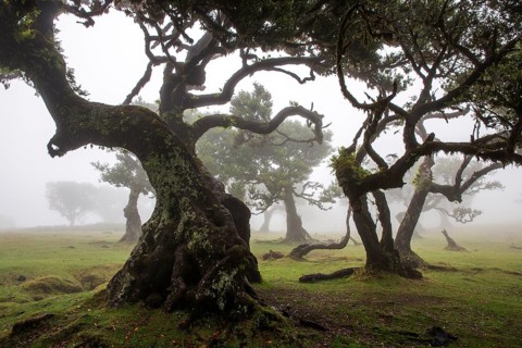 Laurel trees overgrown with moss and plants in the mist, old laurel forest (Laurisilva), stinkwood