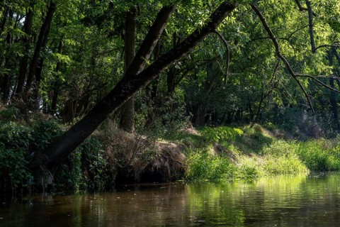 River landscape of the Thaya in late summer, Czech Republic, Europe