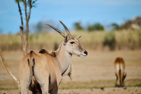 Common eland (Taurotragus oryx) standing in the dessert, portrait, captive, distribution Africa