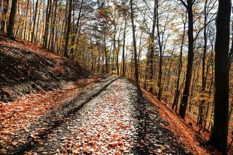 Autumn atmosphere, forest, Iserlohn, Germany, Europe