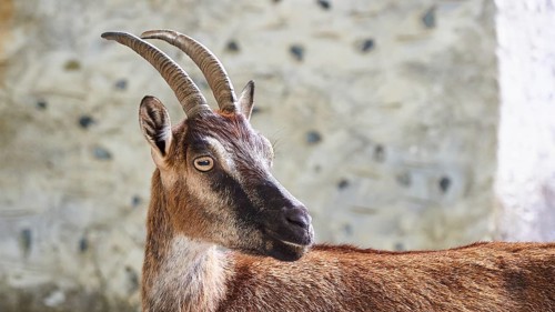 Kri-kri, endangered endemic Cretan wild goat, profile, head and anterior body, house wall, Samaria