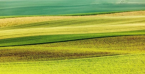Abstract pattern of rolling striped fields in summer. Moravia, Czech Republic, Europe