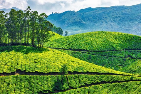 Green tea plantations in Munnar, Kerala, India, Asia