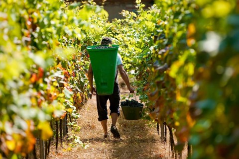 Grape grape harvest in the Spaargebirge near Meißen