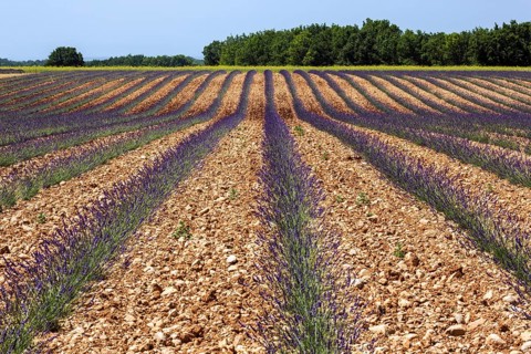 Lavender field, flowering true lavender (Lavandula angustifolia), near Valensole, Provence,