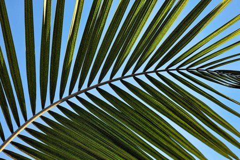 Structure of a palm frond, close-up, backlight, background image