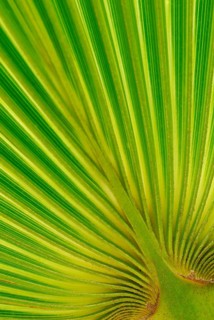 Fan (Washingtonia robusta) palm