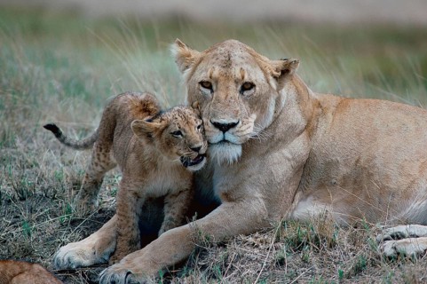 Lioness (Panthera leo) with cub, Ngorongoro, Tanzania, Africa