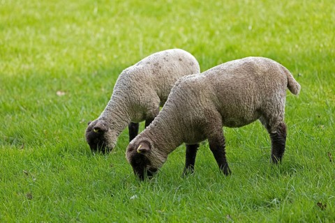 Lambs on pasture, Shottery, Stratford-upon-Avon, Warwickshire, England, Great Britain