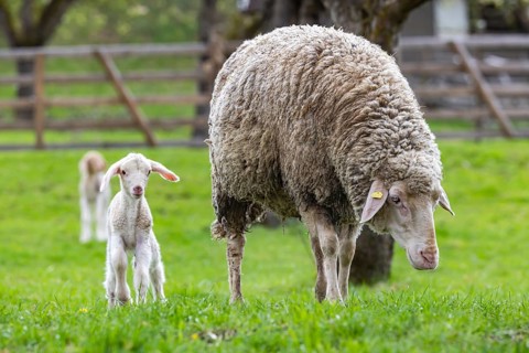 Sheep and young of the Württemberger breed, also known as Merinoland sheep. Sheep pasture on the