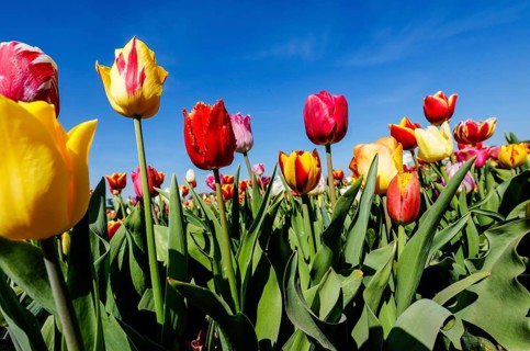 Tulips blooming in a tulip field, Grevenbroich, North Rhine-Westphalia, Germany, Europe