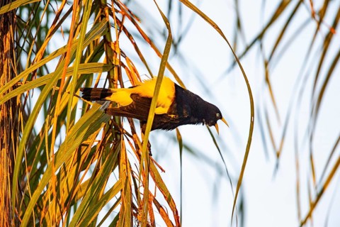 Yellow-rumped cacique (Cacicus cela) Pantanal Brazil