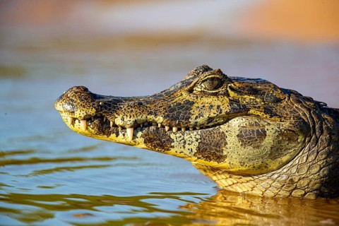 Spectacled caiman (Caiman crocodilius) Pantanal Brazil