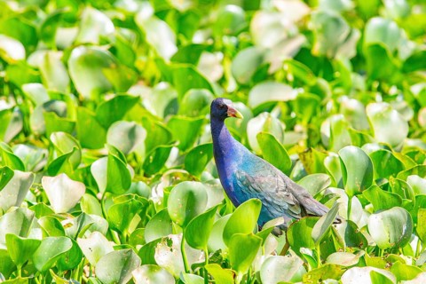 American purple gallinule (Porphyrio martinicus) Pantanal Brazil