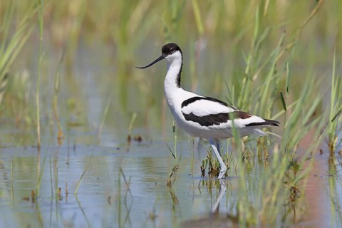 Avocet (Recurvirostra avosetta) adult wader standing in the shallow water of the lake shore zone,
