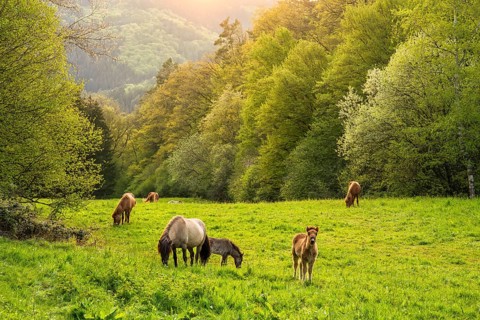 Icelandic horses in a pasture. Mares with foals. A foal begs. Evening, golden hour, backlight.