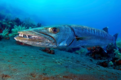 Underwater photo close-up of large specimen of Great barracuda (Sphyraena barracuda) predator has