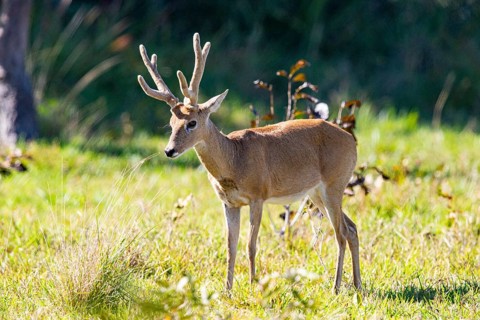 Pampas deer (Ozotoceros bezoarticus) Pantanal Brazil