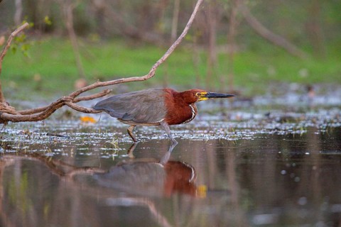 Rufescent tiger heron (Tigrisoma lineatum) Pantanal Brazil