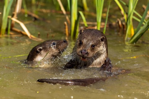 Two otters playing happily in the water between reeds, European otter (Lutra lutra), Germany,